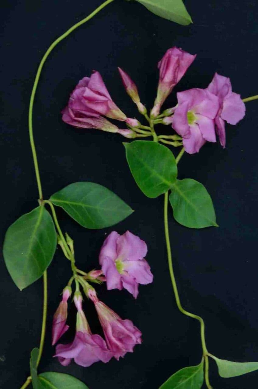 Temnadenia violacea 10