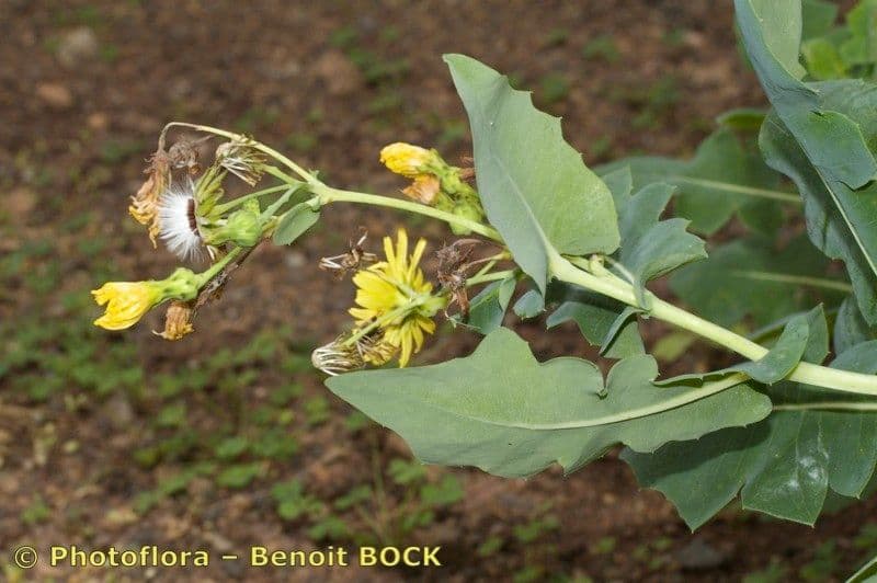 Lechuga 10