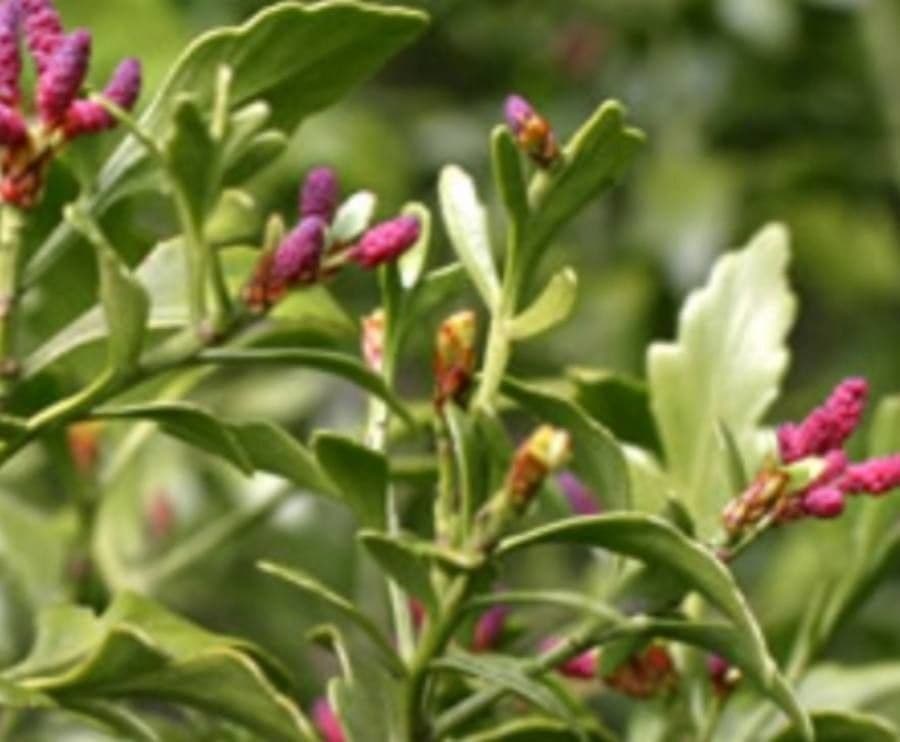Phyllocladus 3