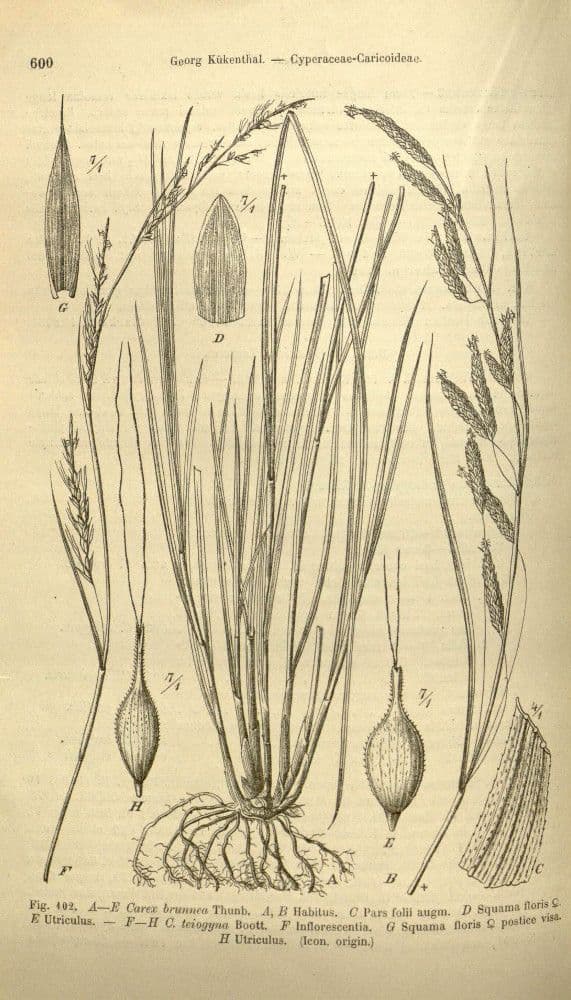 Carex brunnea 7