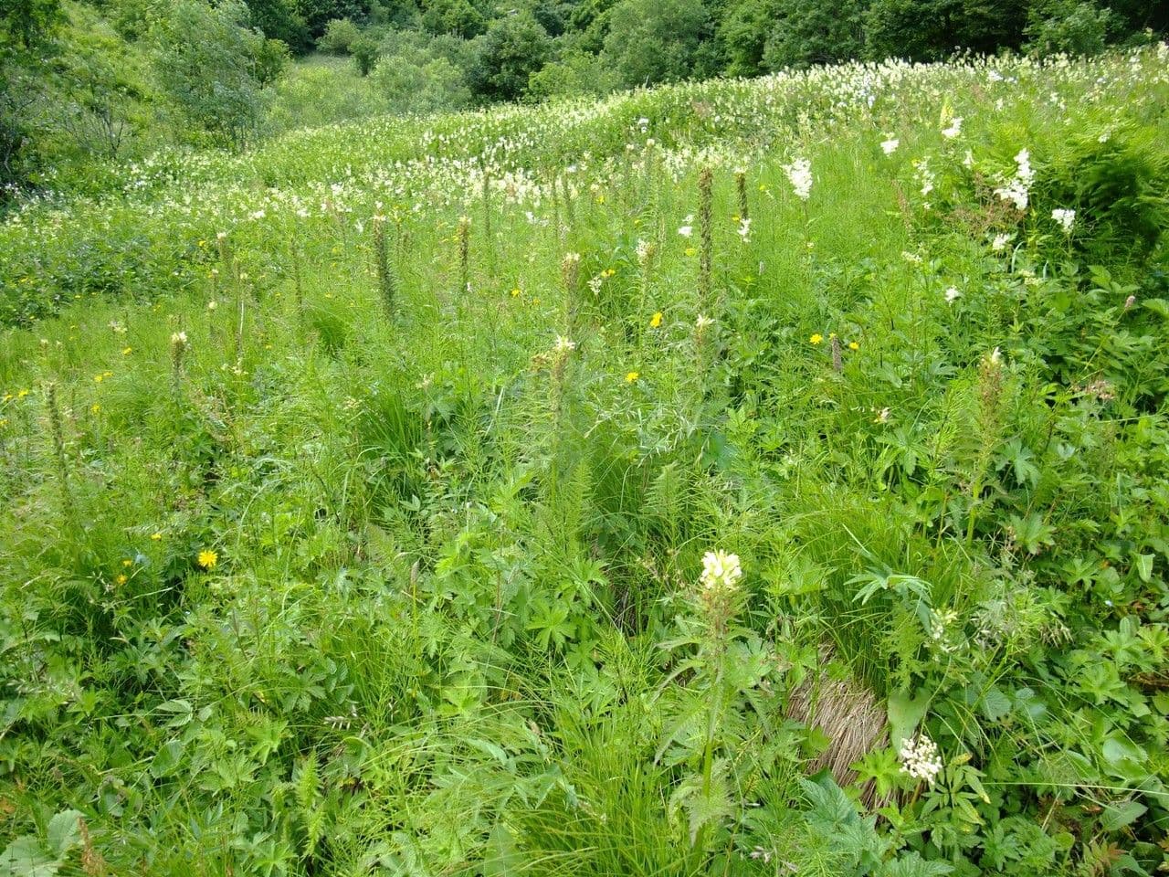Pedicularis frondosa 13