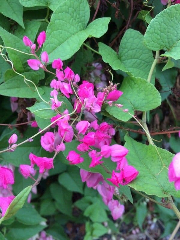 Antigonon leptopus 7