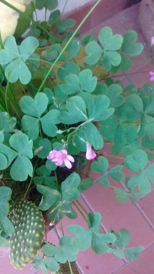 Acetosa debilis 21