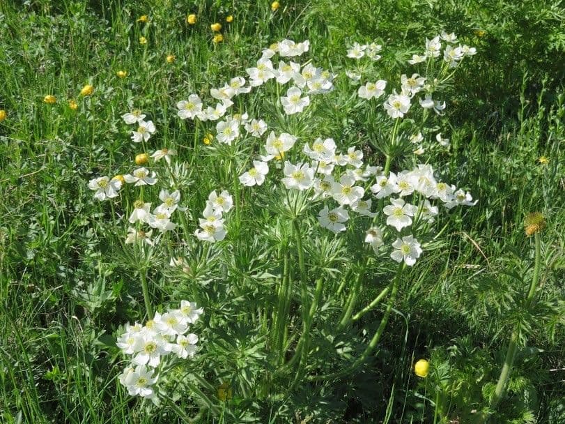 Anemone narcissiflora 21