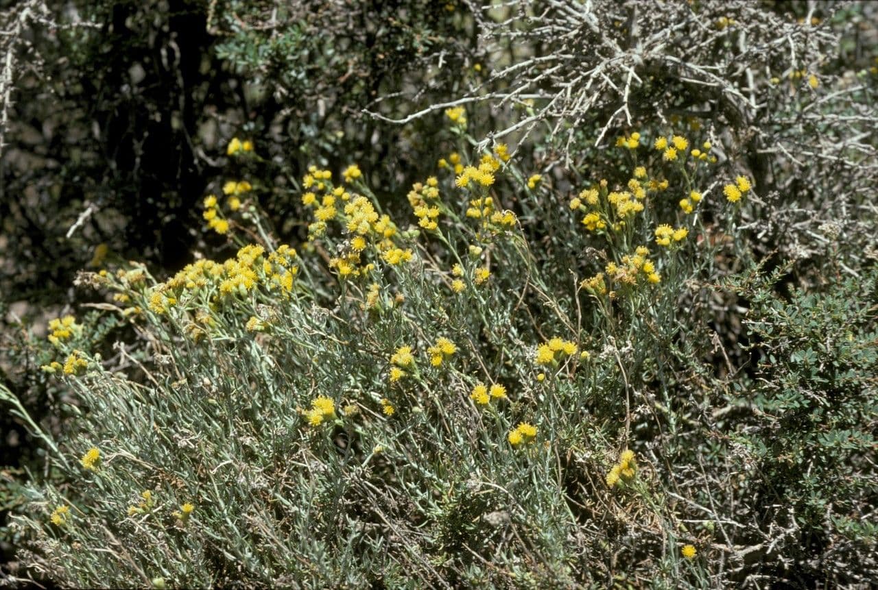 Senecio filaginoides 4