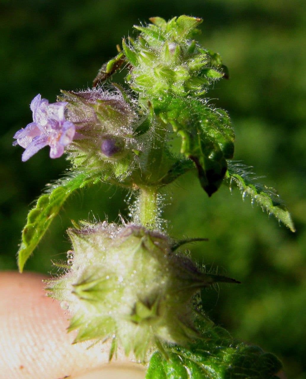 Marsypianthes 4