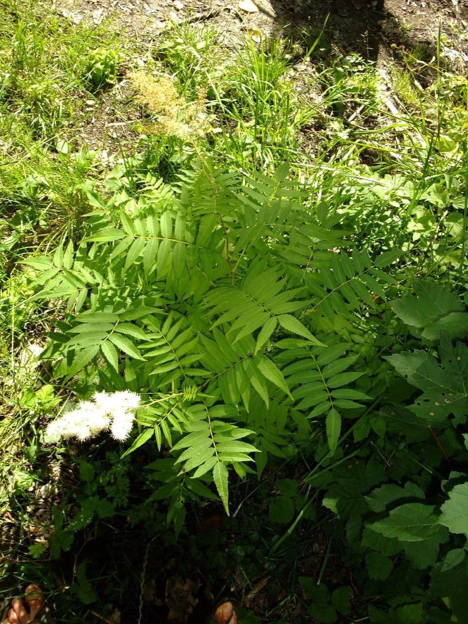 Sorbaria 14
