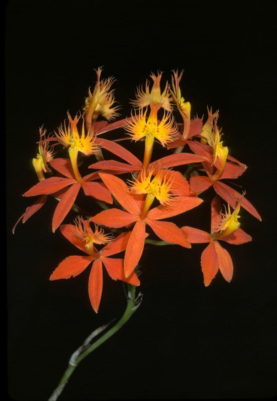 Epidendrum