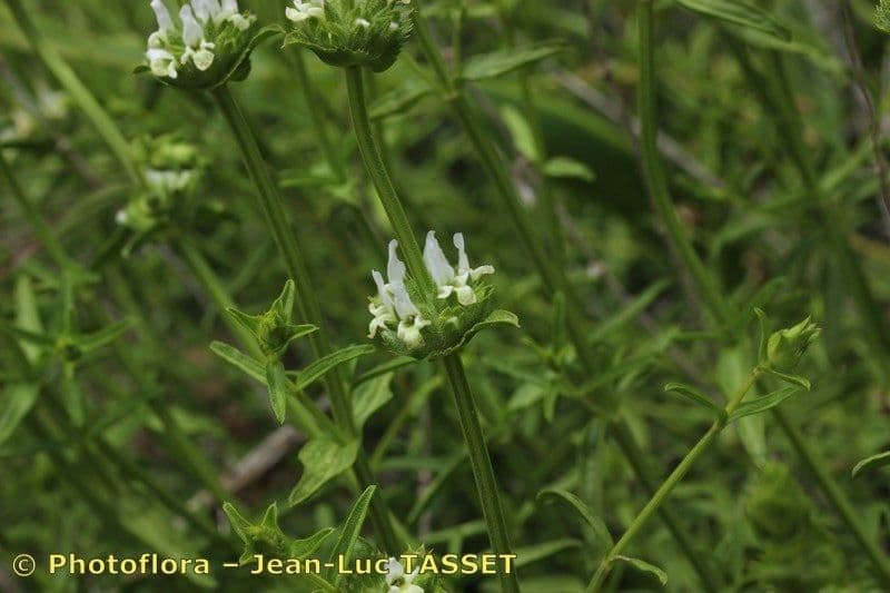 Sideritis 3