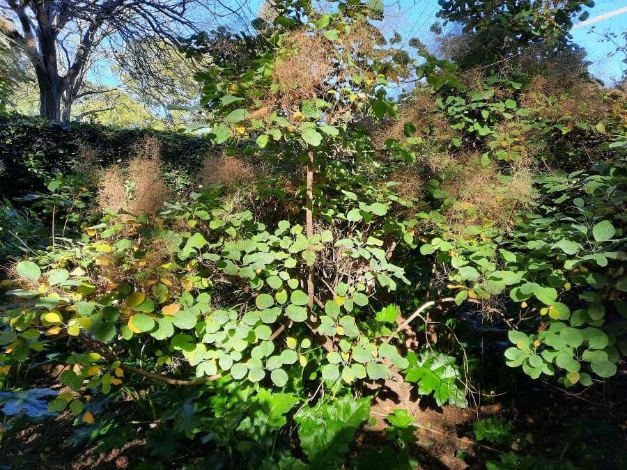Scotano 15