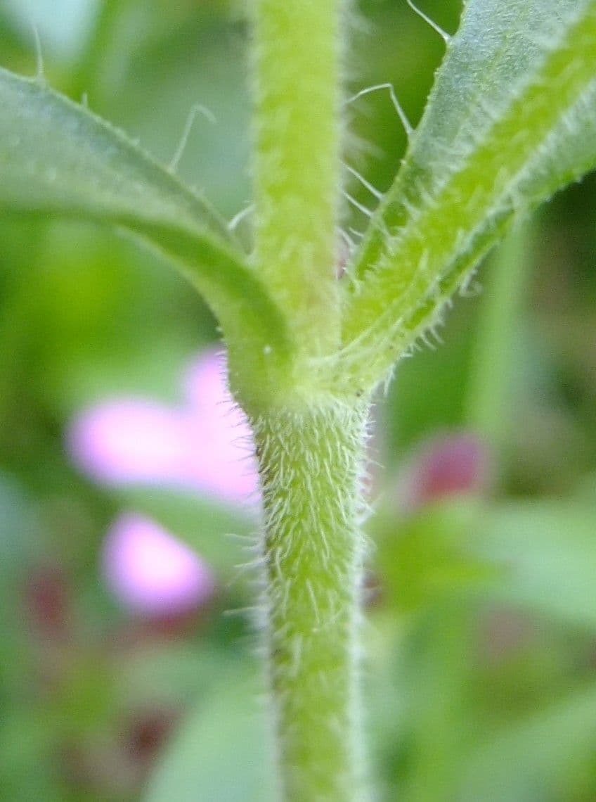Saponaria rossa 22