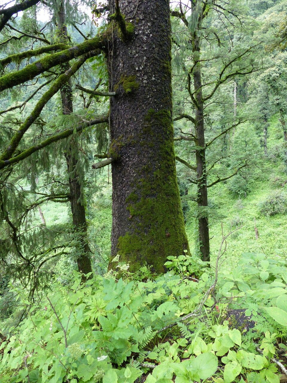 Abete di Morinda 7
