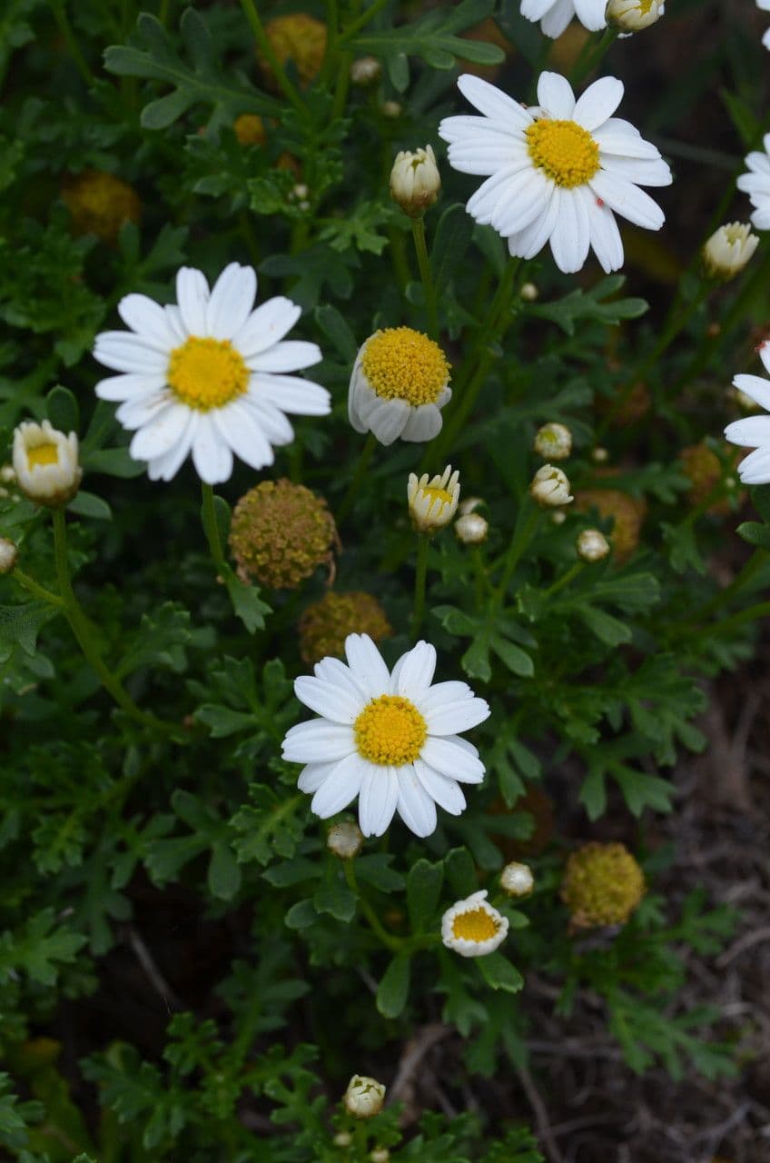 Argyranthemum 4