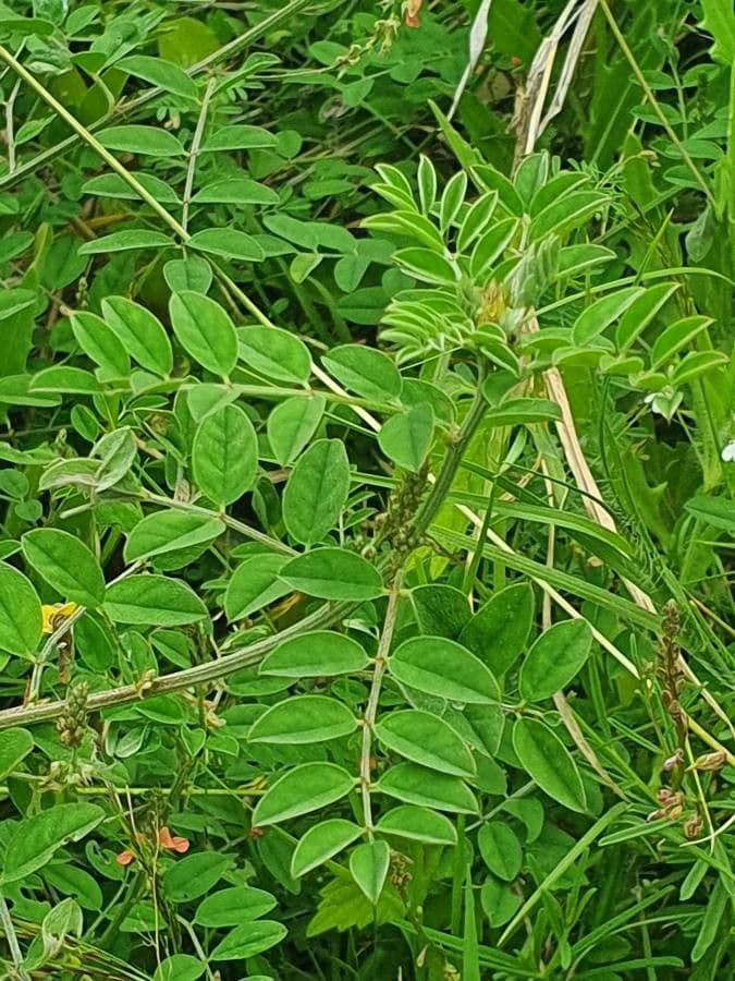 Indigofera 6