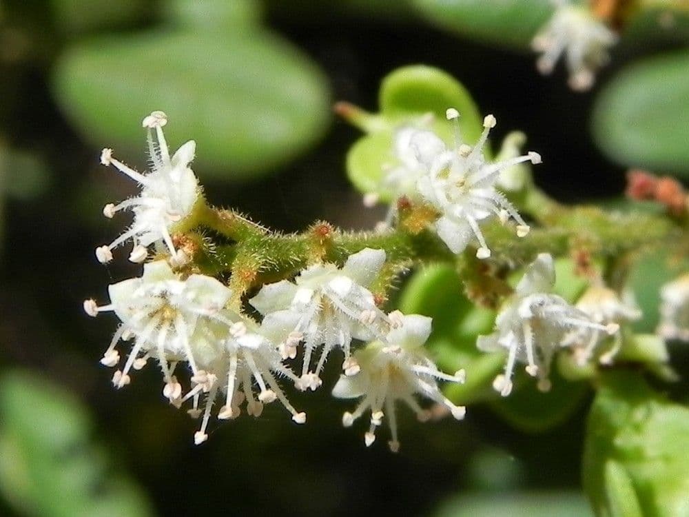 Guioa villosa 6