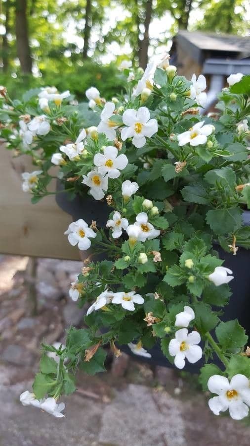 Bacopa rastrera 5