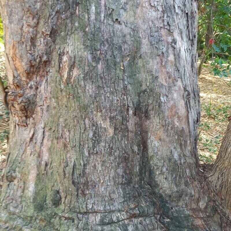 Eucalipto goniocalyx 4
