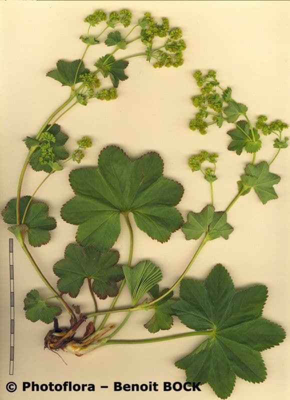 Alchemilla glabra 20