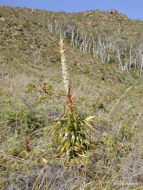 Dracophyllum 9