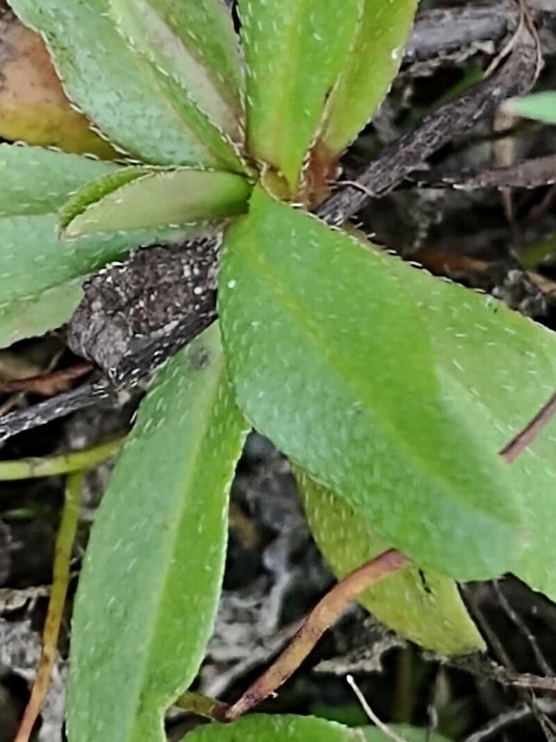 Miosotide lassa 15