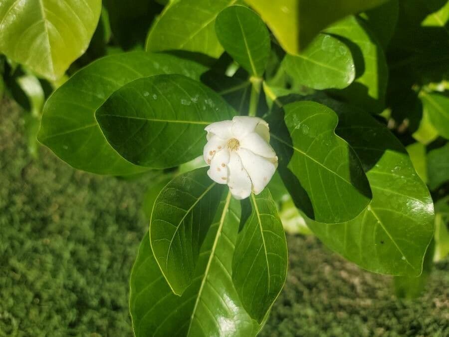 Gardenia ternata 7