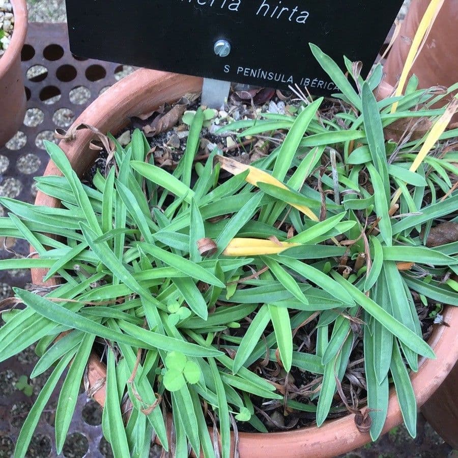 Armeria 2