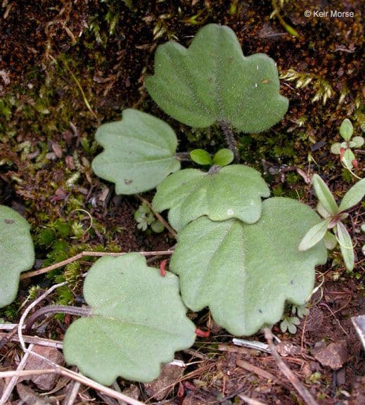 Cardamine di Nuttall 7