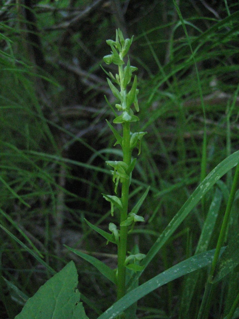 Platanthera stricta 6