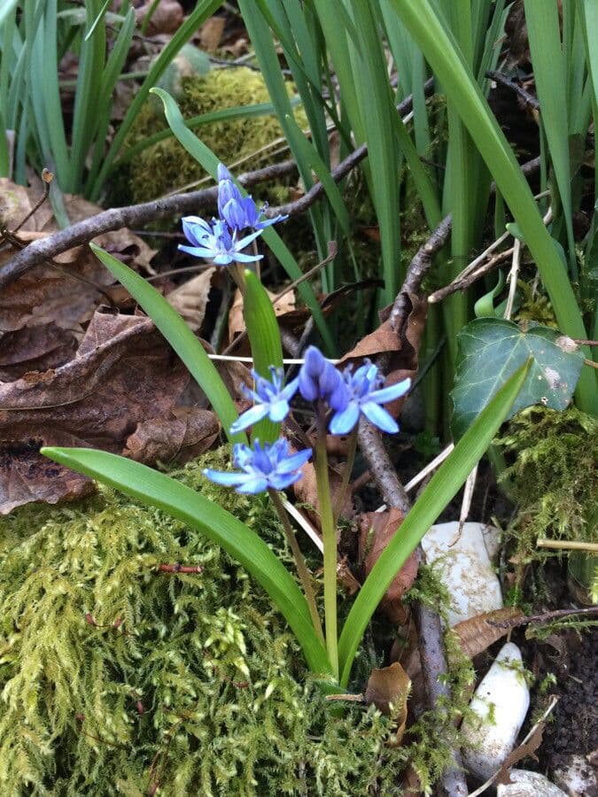 Scilla silvestre 15