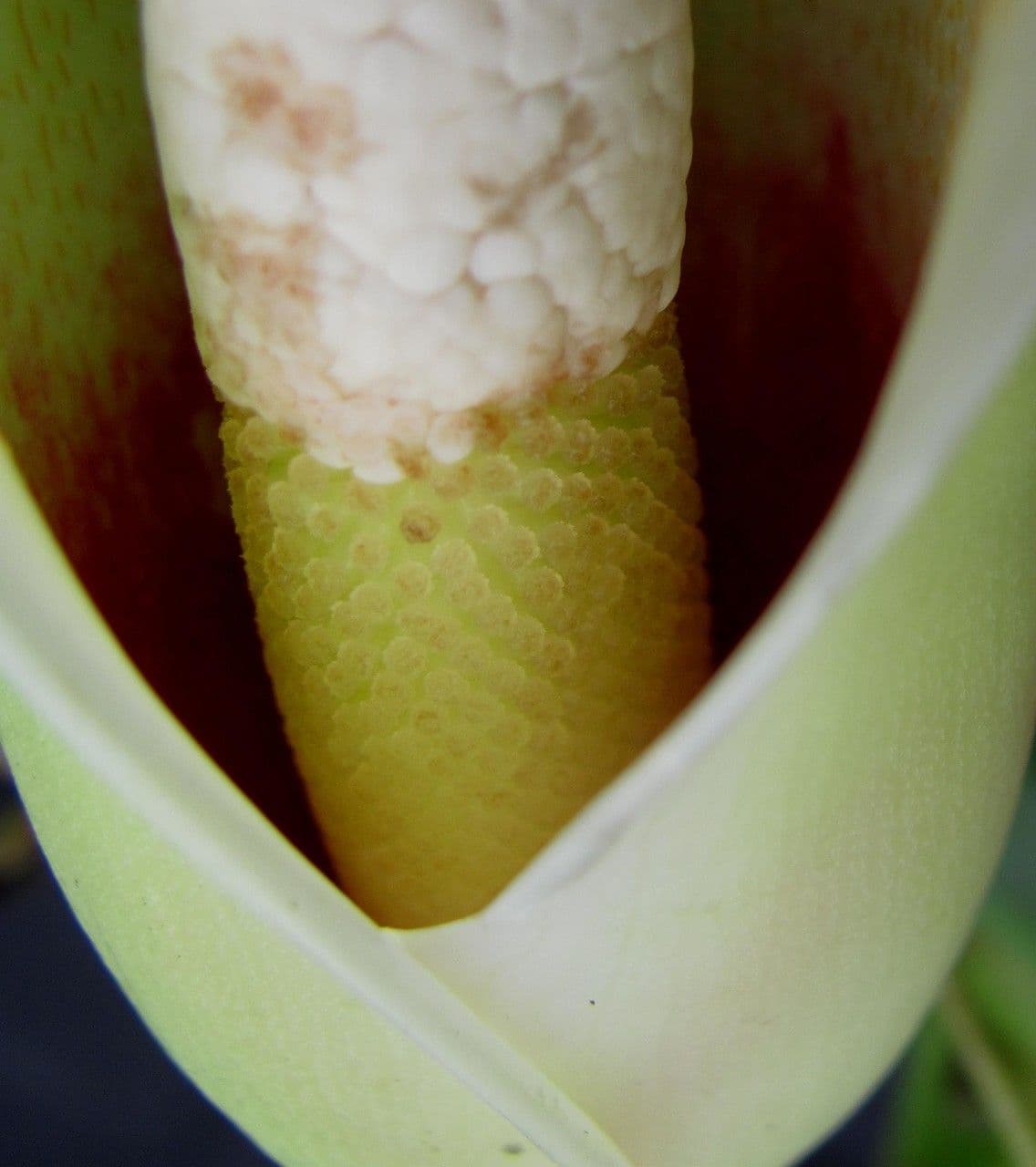Filodendro tripartito 9