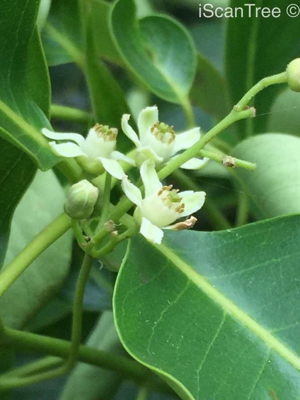 Ekebergia 6