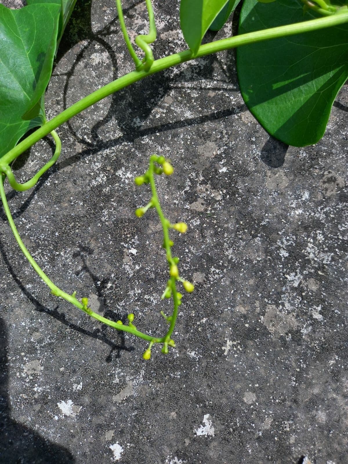 Tinospora 4