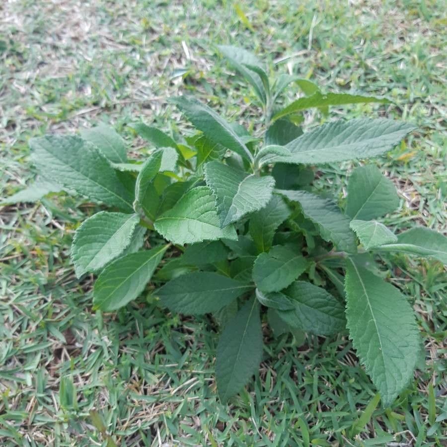 Vernonia di Baldwin 11