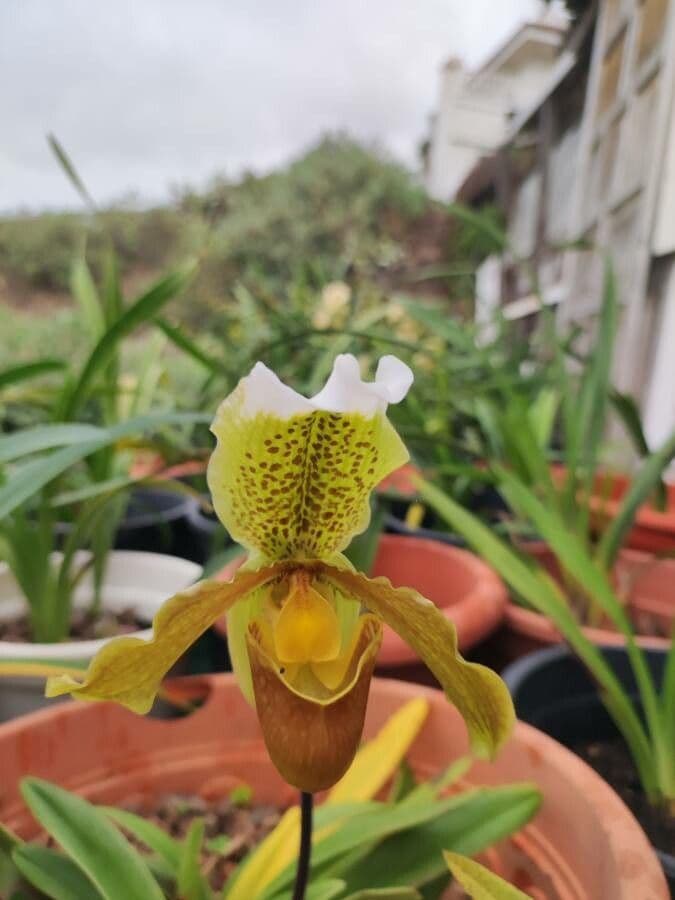 Paphiopedilum splendido 10