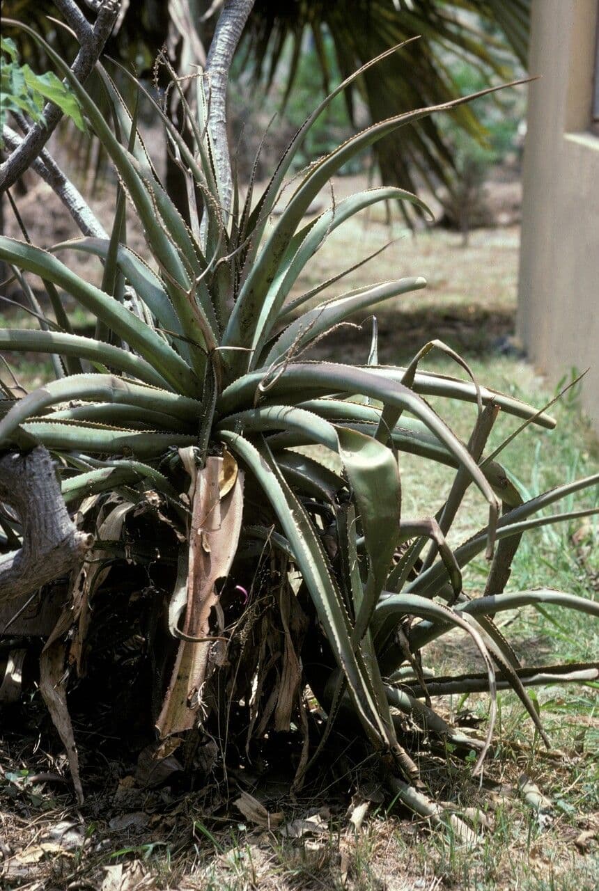 Aloe 6