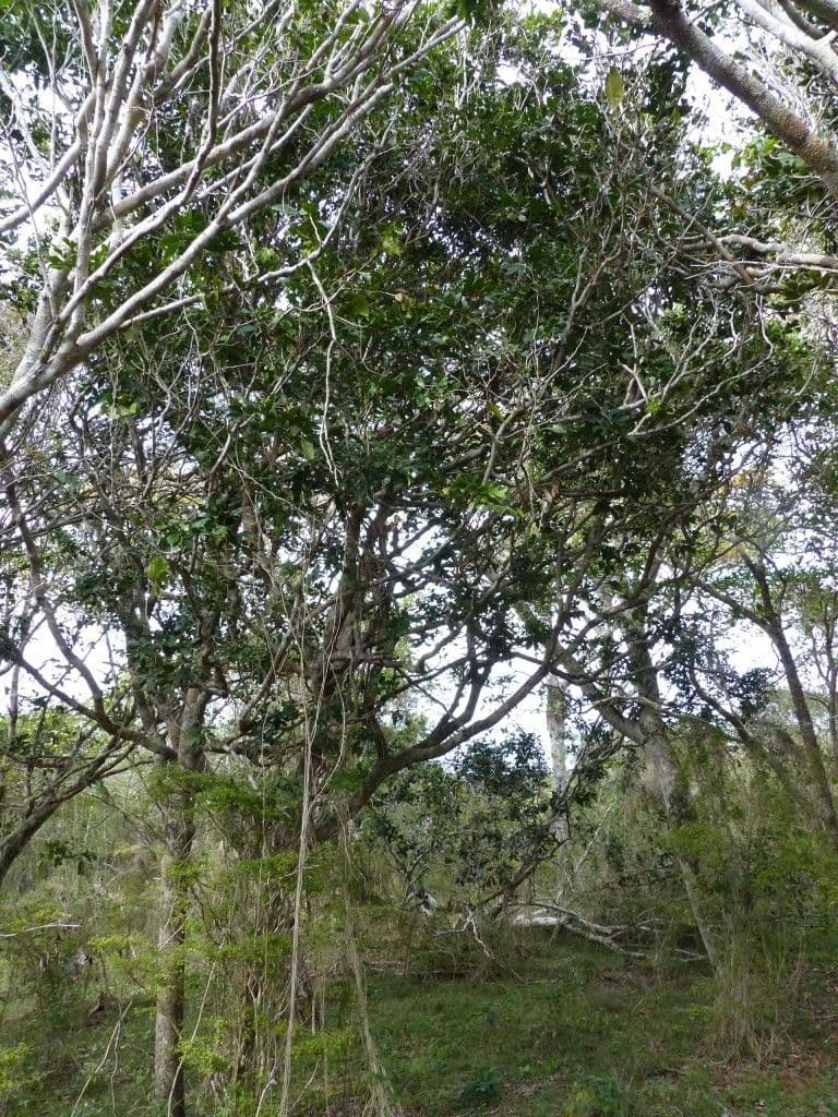 Cynometra ramiflora 5