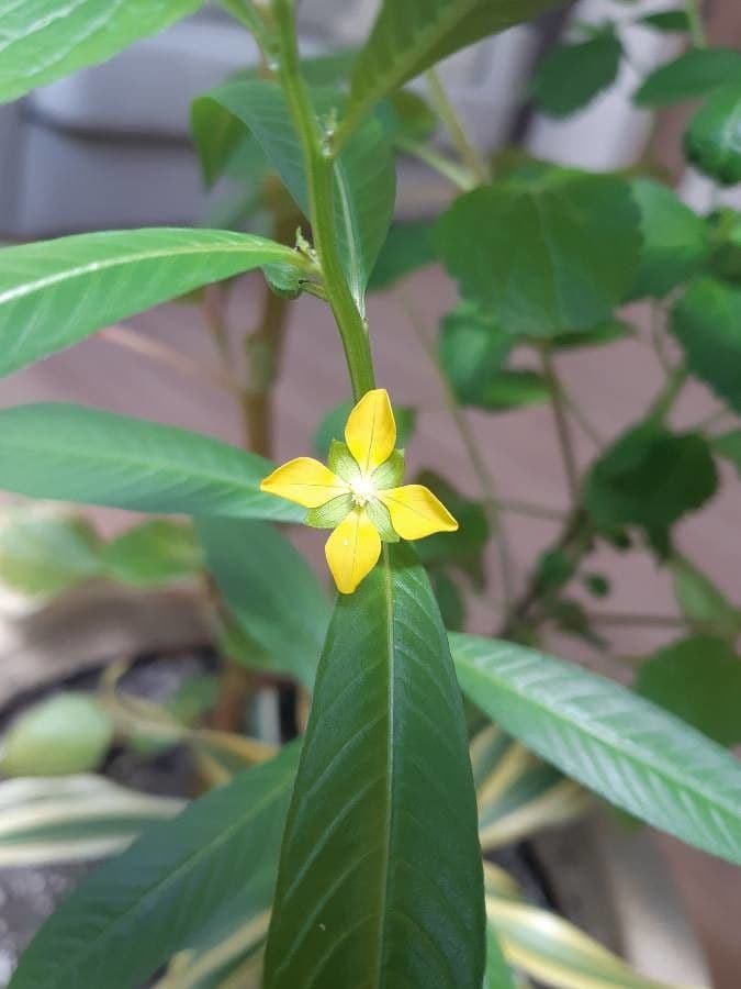Ludwigia decurrente 5