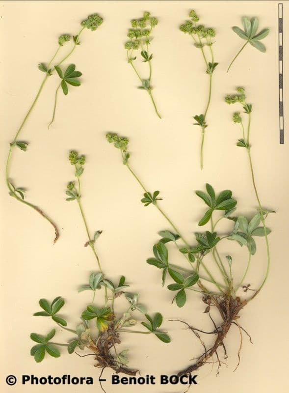 Alchemilla saxatilis 20