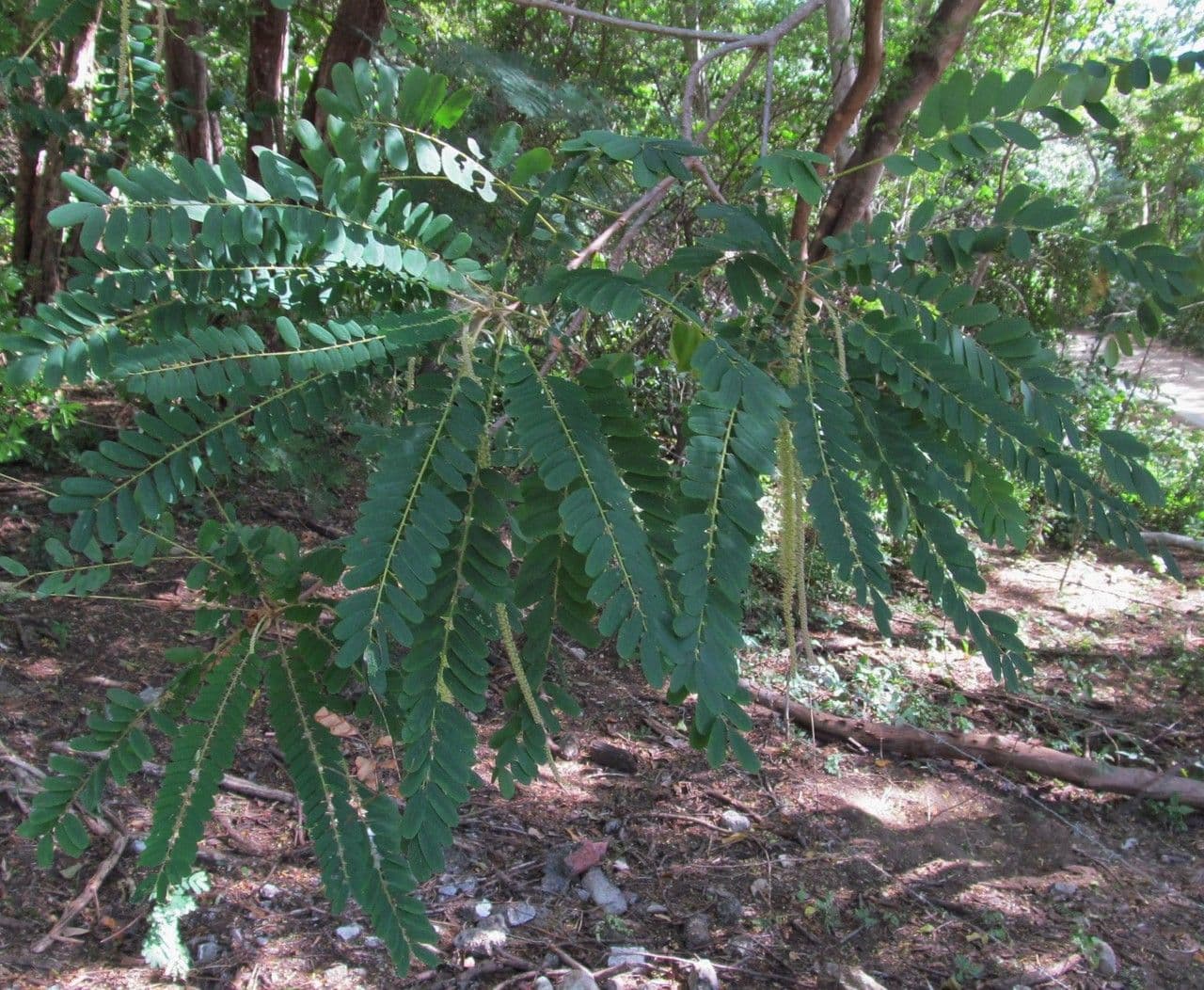 Amorphoides Alvaradoa 15
