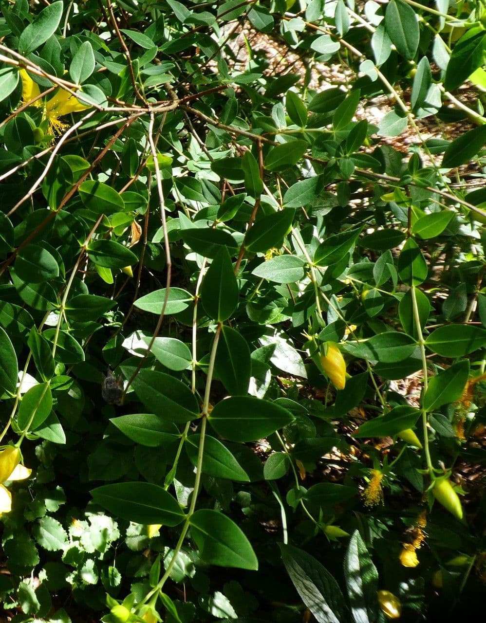 Millepertuis 8