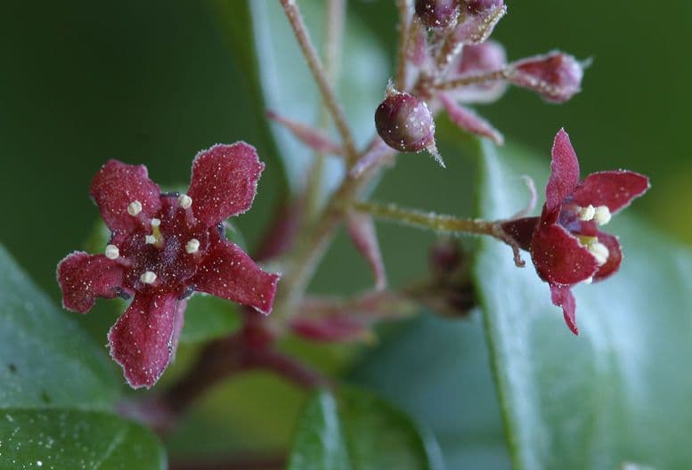 Ribes 3