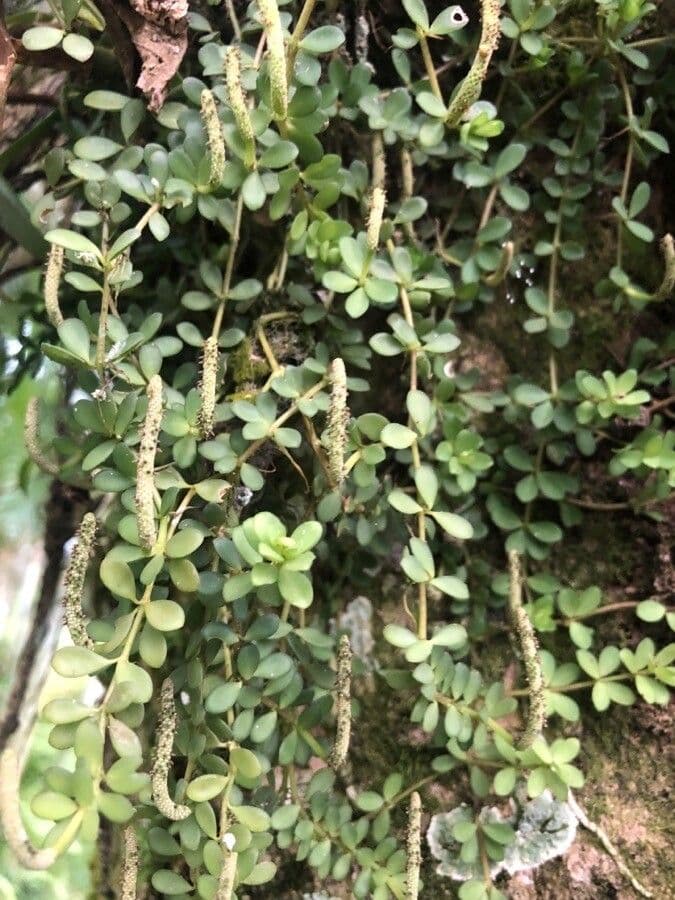 Peperomia štvorlistá 3