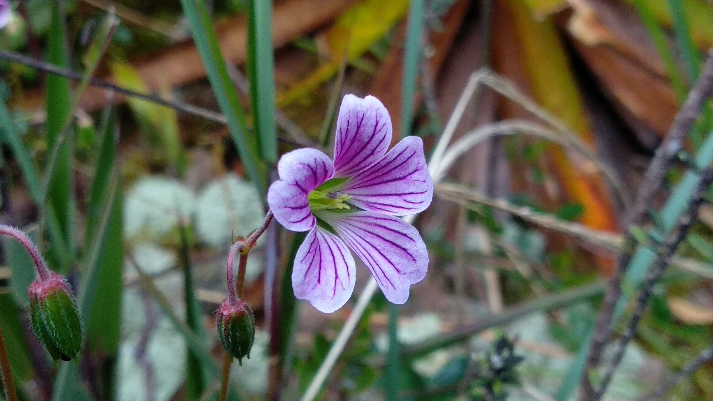 Geranium 2
