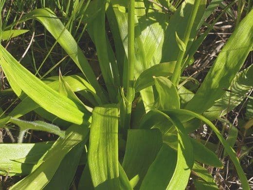 Aletris farinosa 10