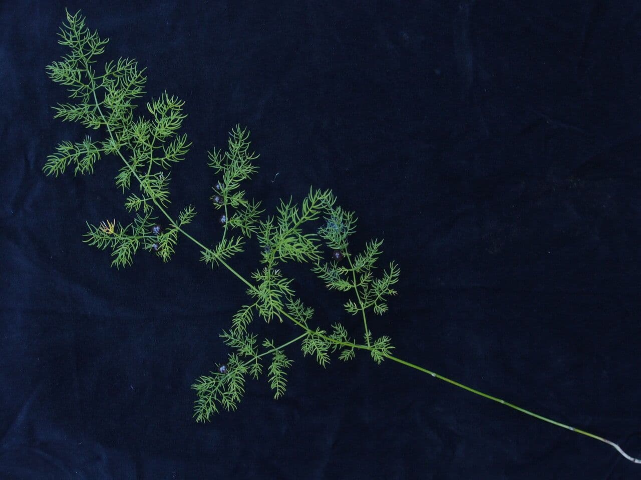 Farn-Spargel 2
