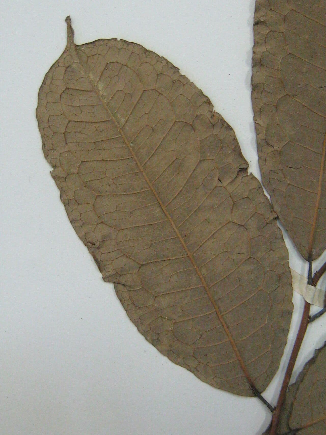 Mabea speciosa