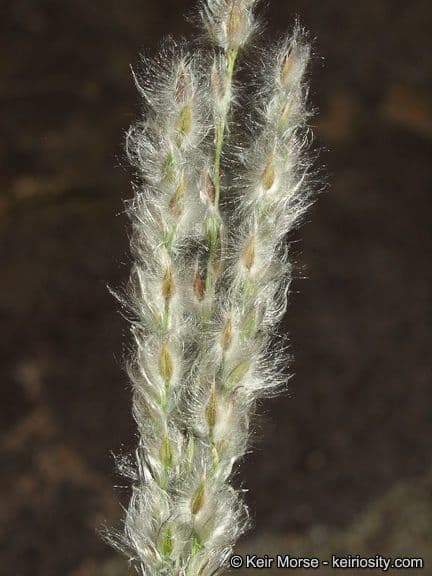 Digitaria californica 3