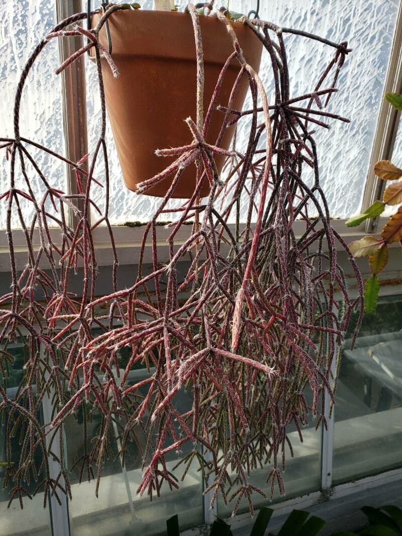 Rhipsalis 14
