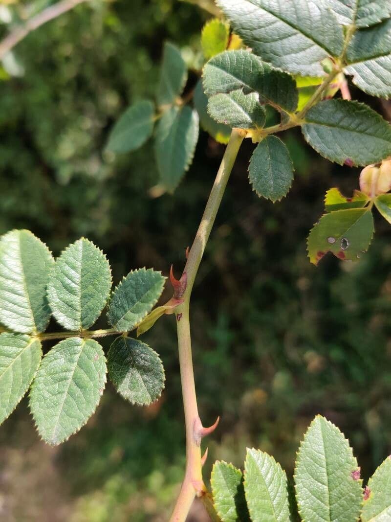 Spitzblättrige Rose 11