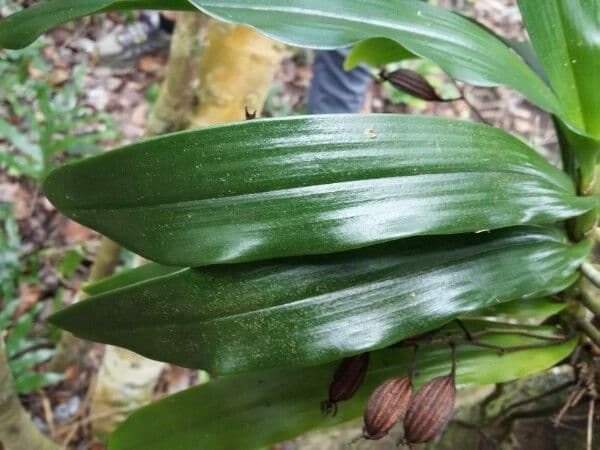 Orchidea 3